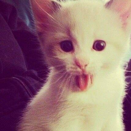 Чернышов Ярослав Евгеньевич